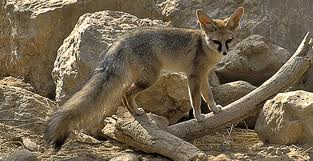 Blanford's fox