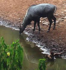 Bluebuck