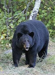 bear