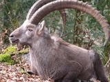 Alpine ibex