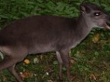 Blue duiker