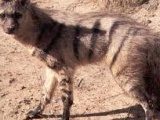 Aardwolf